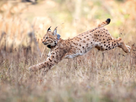 Lynx capturé en Suisse relâché en Allemagne