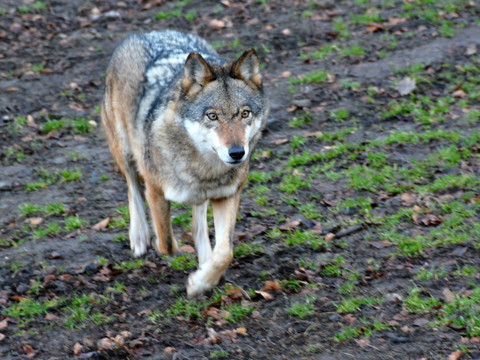 La loi sur la chasse est un bon compromis entre le loup et l'homme