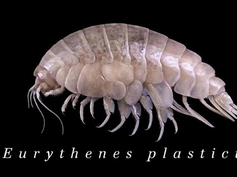 Une nouvelle espèce de crustacé, déjà victime du plastique