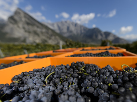 La coopérative agricole Fenaco est prête à racheter Provins