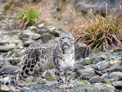 Nouvelle génération de léopards des neiges au zoo de Zurich