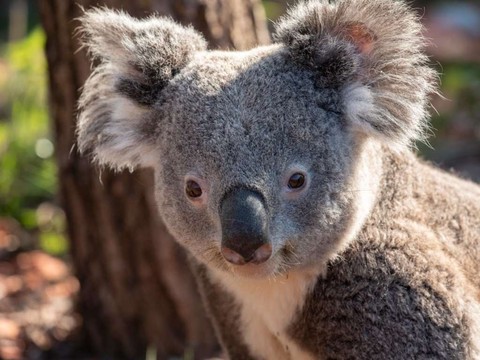 Zurich perd son autre koala mâle: Milo meurt trois mois après Mikey