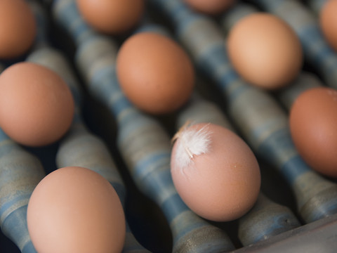 Les poules suisses ont pondu un milliard d'oeufs en 2019