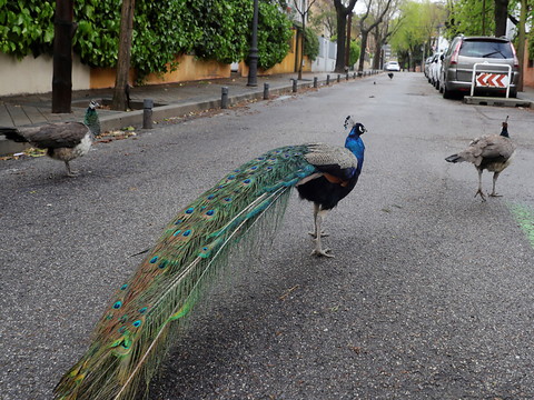 Dans l'Inde confinée, les animaux s'approprient les rues