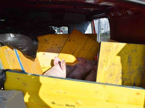 Camionnette surchargée avec trois cochons à l'intérieur