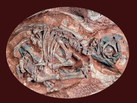 Des oeufs de dinosaures livrent leurs secrets