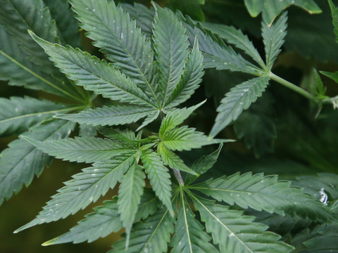 Le Liban légalise le cannabis à des fins médicales