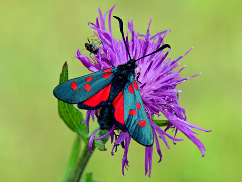 De moins en moins de plantes pour les insectes