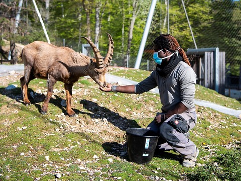 Gros soucis financiers pour les parcs animaliers romands