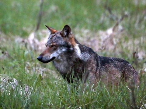 C'est l'offre en proies sauvages qui dicte l'installation des loups
