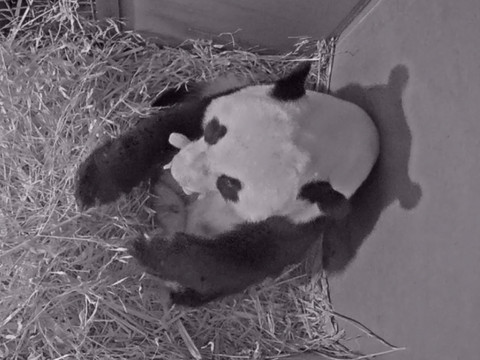 Première naissance d'un panda géant aux Pays-Bas