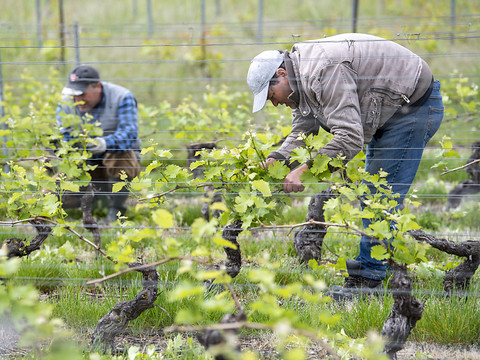 Les vignes genevoises ont besoin des travailleurs venus d'ailleurs