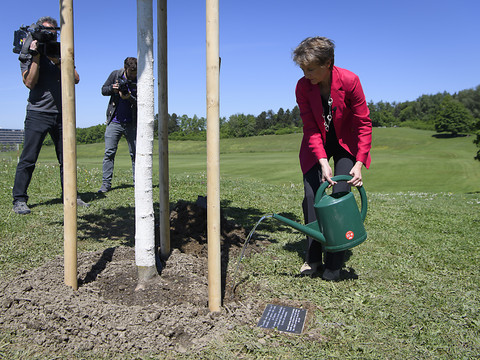 Trois tilleuls plantés à Berne en souvenir de la pandémie