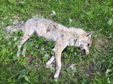 Le Conseil fédéral veut resserrer la vis pour protéger les loups
