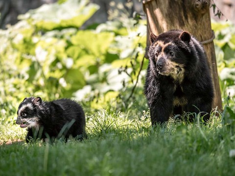 Zoo de Zurich: né en février, un ourson sort enfin de sa 