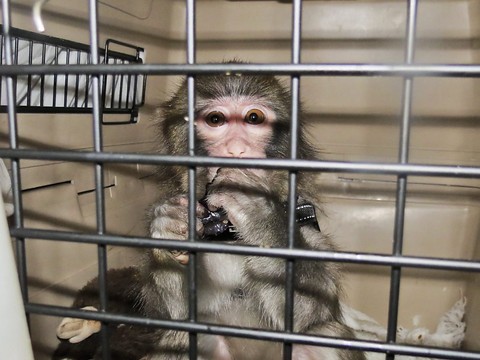 Des singes infectés par le Covid semblent développer une immunité