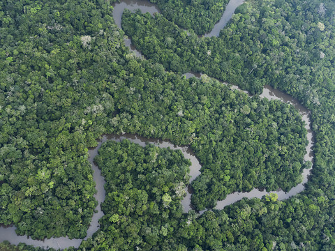Les forêts tropicales pourraient relâcher du carbone