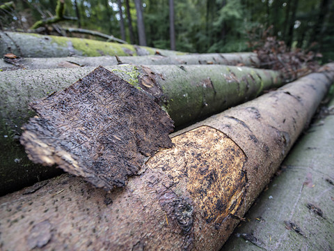 Le bostryche menace les forêts et les pâturages boisés du Jura