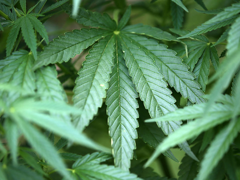 Le National favorable aux tests de distribution de cannabis bio