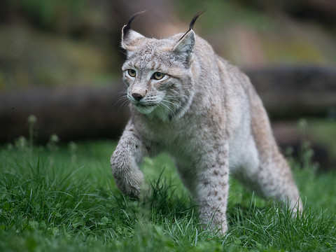 Oberland bernois: onze moutons tués probablement par un lynx