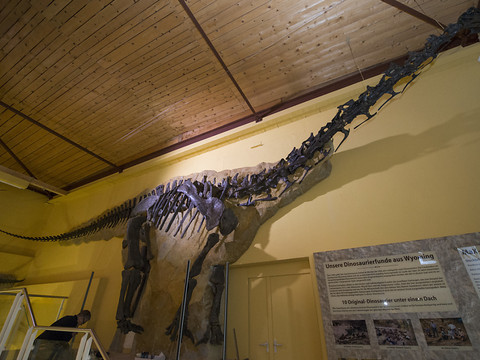 Dix dinosaures donnés à l'Université de Zurich