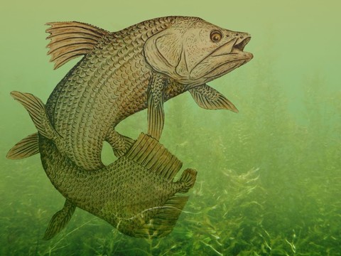Le sud de la France riche en fossiles de coelacanthes d’eau douce