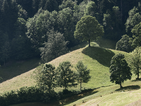 Les forêts suisses se portent mieux qu'il y a huit ans