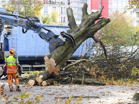 Ville de Genève: un arbre coupé remplacé par trois arbres