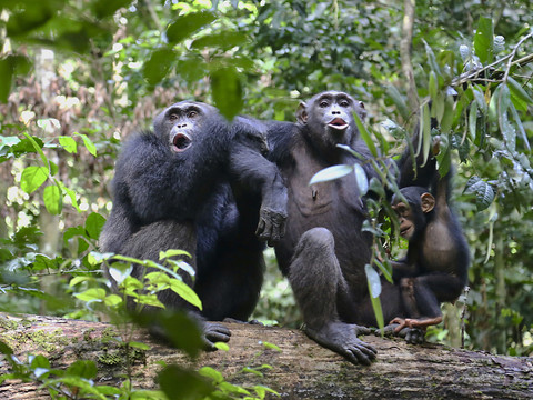 Les humains sont capables de décrypter les cris des chimpanzés