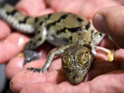 Trois nouveaux bébés crocodiles sacrés naissent à Aquatis