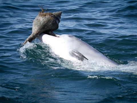 Comme les grands singes, les dauphins apprennent horizontalement