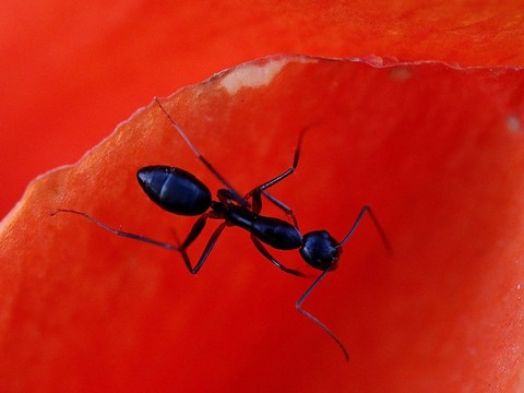 Les fourmis sont aussi décimées par les insecticides