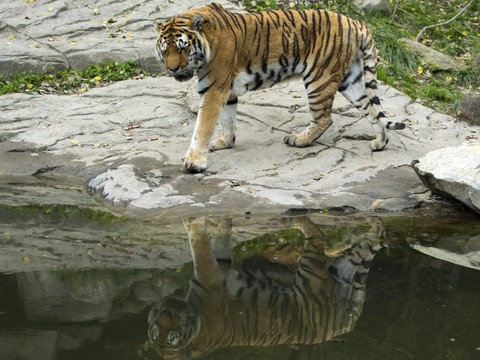 Une gardienne d'animaux mortellement blessée par un tigre à Zurich