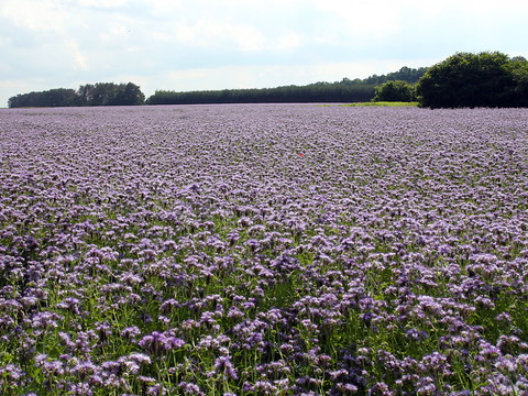 Prévisions polliniques en temps réel dès 2021