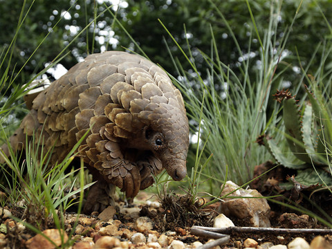 Inquiétudes après l'autorisation d'élever tigres et pangolins