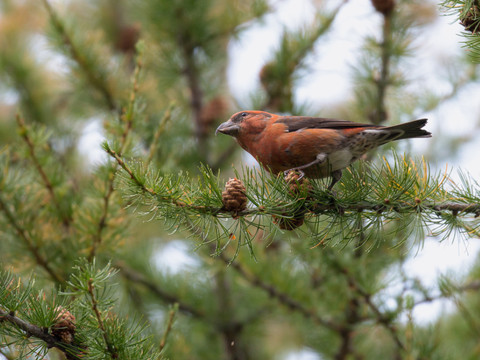 Les oiseaux de haute montagne mis sous pression