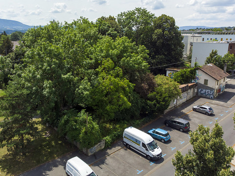 Genève autorise la coupe de 24 arbres sains pour un parking