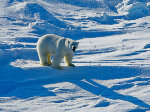 Réchauffement: vers l'extinction des ours polaires d'ici 2100