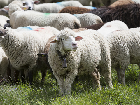 Vaud: un voleur de poules et de moutons interpellé