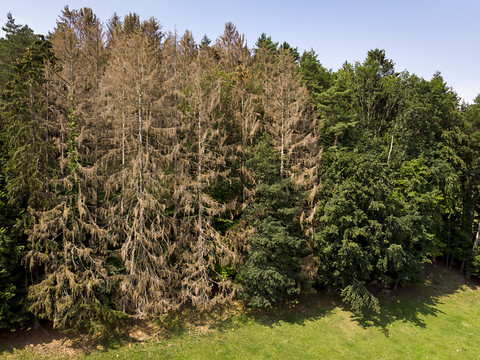 Le bostryche menace les forêts et les pâturages boisés du Jura