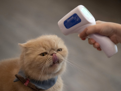 Un chat testé positif au nouveau coronavirus au Royaume-Uni