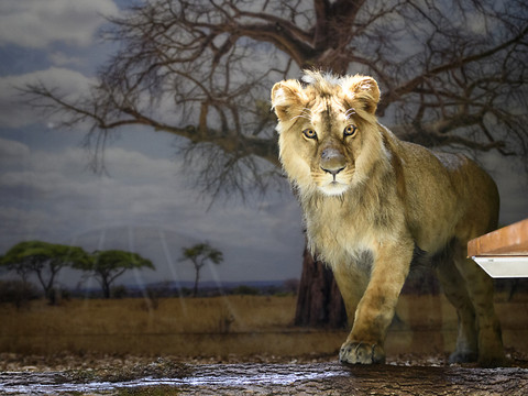 Makuti le lion dort désormais au zoo de Servion (VD)