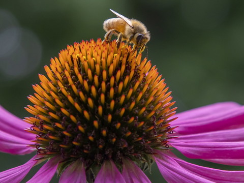 Le déclin des abeilles sauvages est une menace pour les cultures