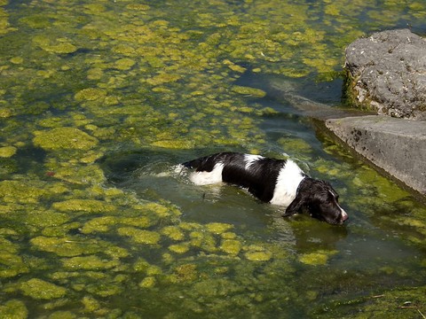 Baignade interdite ou déconseillée dans le lac de Neuchâtel