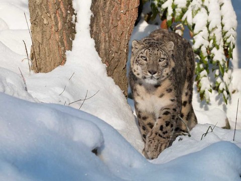 Mort du léopard des neiges Villy au zoo de Zurich