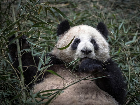 Protéger le panda n'aide pas toutes les espèces de son habitat
