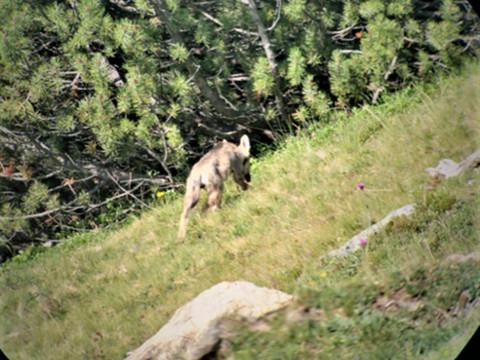 Une septième meute de loups observée dans les Grisons