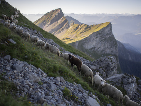 Transhumance de 1300 moutons sur un étroit sentier dans les Grisons