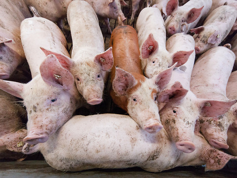 Le Conseil fédéral veut mieux protéger la dignité animale