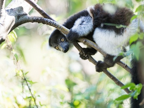 Naissance de deux varis au zoo de Bâle